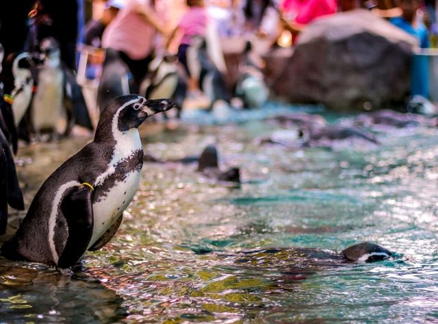 Aquarium สวนสัตว์เขาเขียว โชว์ช้างว่ายน้ำ 