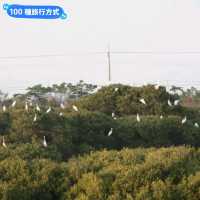 台南賞夕陽的秘境步道-安平湖濱水鳥公園