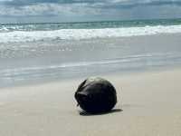 Surin Beach