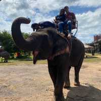 Elephant world