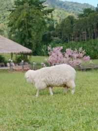 ไปให้อาหารน้องแกะที่ ม่อนแกะ เขาค้อ กัน 🌳🐑 