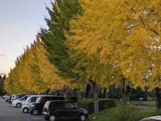Kose Park 