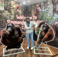 Spectacular Orang Utan 😍
