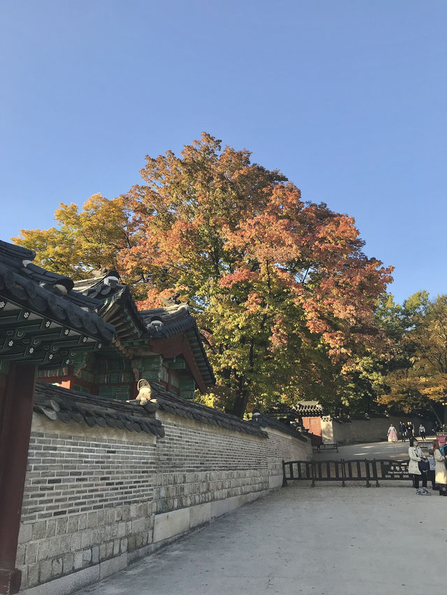 🇰🇷首爾紅葉 🍁市中心也有這麼漂亮的地方？🍂來這裡就夠！