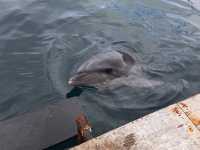 イルカ🐬島