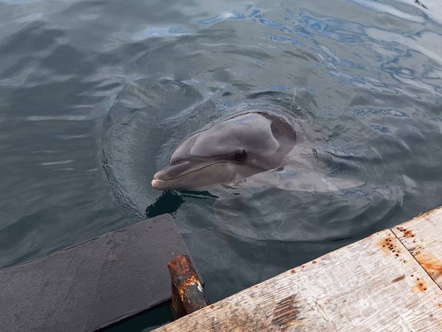 イルカ🐬島