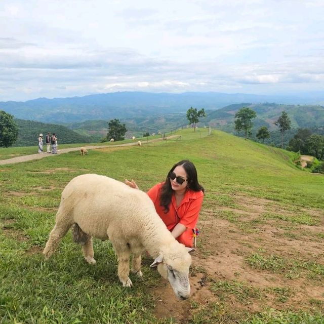 Akha Farmville ดอยช้าง เชียงราย 🐑🌳