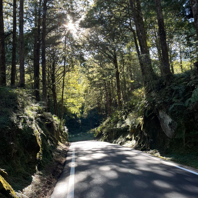 Explore the magical Alishan, Taiwan