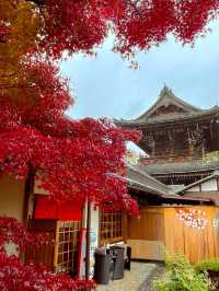 京都嵯峨野の紅葉穴場スポット😊🍁清凉寺🍁