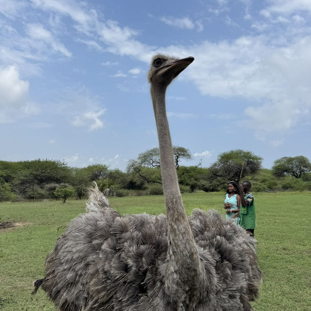 A funny ostrich at Nguuni