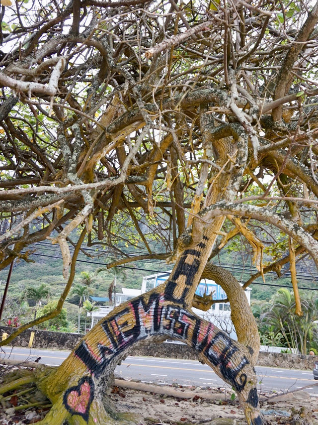 ハワイのローカルビーチへドライブ🚗海沿いのブランコさがし