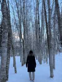 설경이 아름다워 비에이 필수 코스인 탁신관갤러리💙