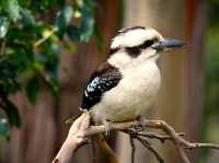Why Bird Lovers Need to put Australia on there List 🦜