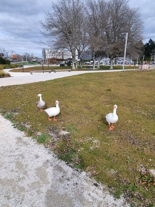 고요한 마을에서 마주한 로토루아 호수(Rotorua Lake)🇳🇿