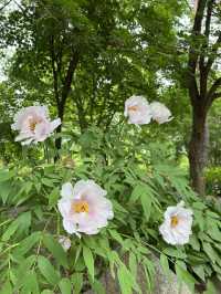 สวน Seoul forest ในฤดูใบไม้ผลิ