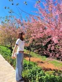 ชมซากุระเมืองไทยและต้นเมเปิ้ล ณ ปางขอน