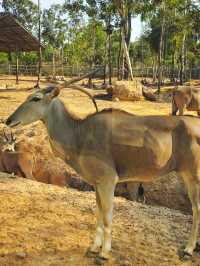 Phu Quoc Island 11 Days Travel Guide 