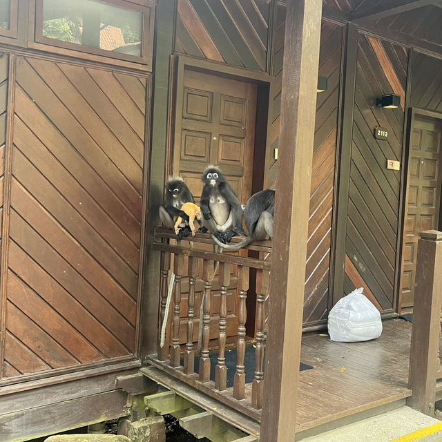 ランカウイ🏝️おすすめホテル