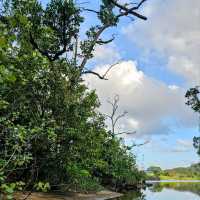 Discovering the Wild Heart of Daintree River: A Journey into Queensland’s Ancient Rainforest
