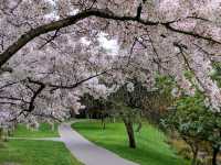 南半球的櫻花大道 紐西蘭-基督城 Hagley Park South