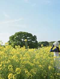 菜の花が見れるおすすめスポット！