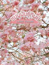 ชมดอกชมพูพันธุ์ทิพย์ ม. เกษตร กำแพงแสน นครปฐม