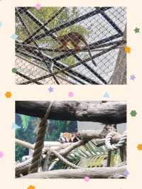 快來澳門公園免費睇熊貓