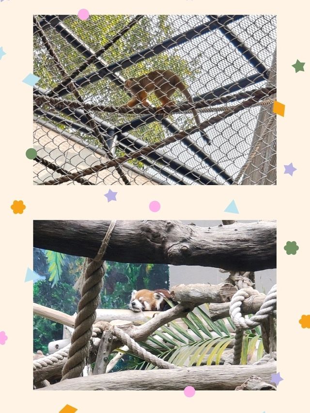 快來澳門公園免費睇熊貓