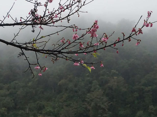 Doi Ang Khang, Chiang Mai — When Cherry Blossoms Bloom🌸