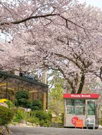 부산 벚꽃뷰 테라스 카페🌸