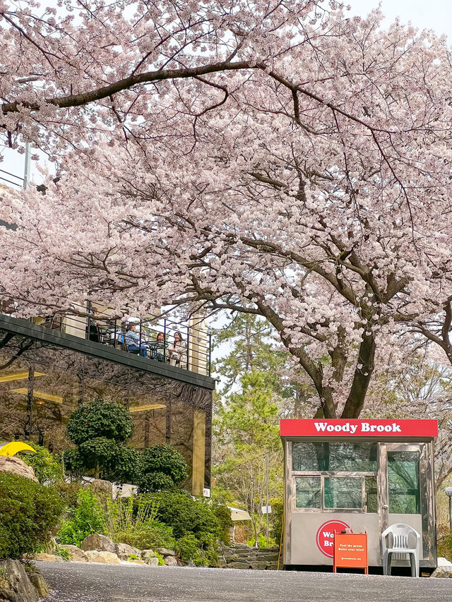 부산 벚꽃뷰 테라스 카페🌸