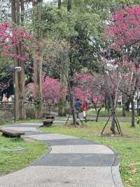 中壢莒光公園｜市區賞櫻花🌸的好地點｜寵物友善景點