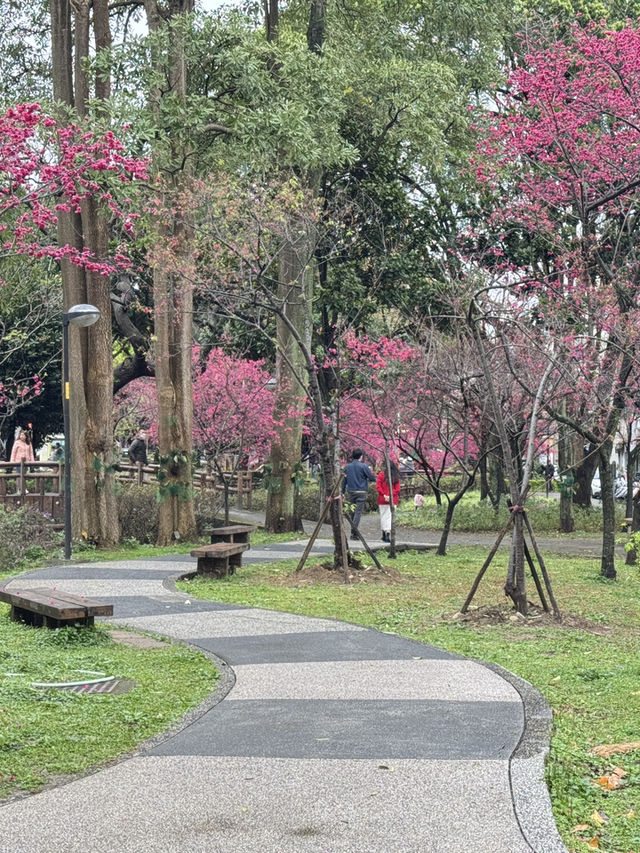 中壢莒光公園｜市區賞櫻花🌸的好地點｜寵物友善景點