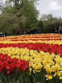 Holland's Tulip Trails: A Stunning Spring Escape