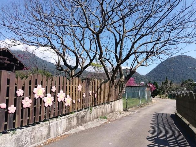 十八份水圳步道午后賞櫻散策