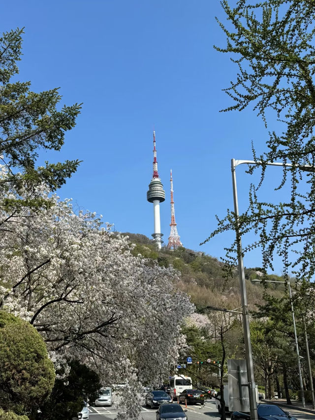 首爾櫻花：春日裡的韓國浪漫