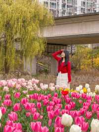 부산 봄나들이 가기 좋은 튤립 명소 추천🌷