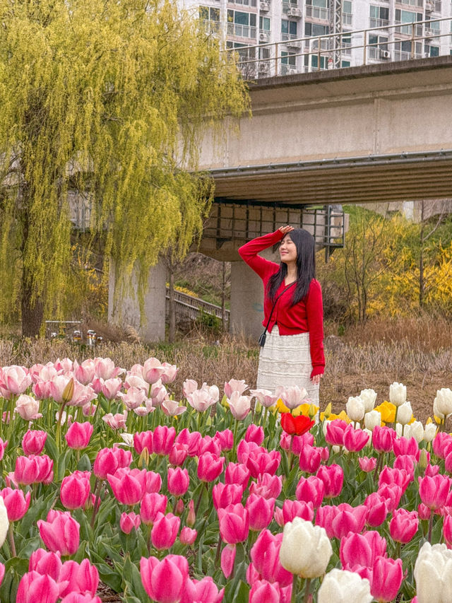 부산 봄나들이 가기 좋은 튤립 명소 추천🌷