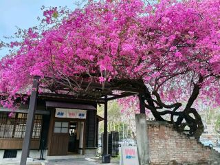 Taichung Attraction - National Comic Museum