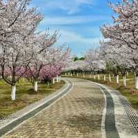 花溪公園·櫻花林中漫步