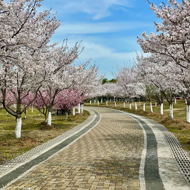 花溪公園·櫻花林中漫步