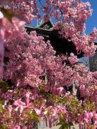 【桜神宮】河津桜とピンクリボン🎀が綺麗だった‼️