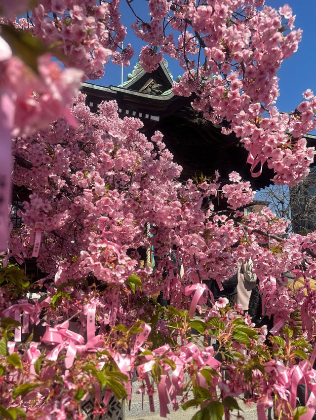 【桜神宮】河津桜とピンクリボン🎀が綺麗だった‼️