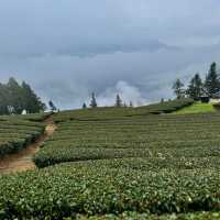 私人秘境瑪嵐雲瀑花園賞櫻、賞茶園及雲海趣