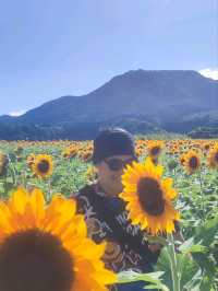sunflowers in  Japan