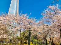 🌸 **石村湖櫻花觀賞遊覽分享** 🌸