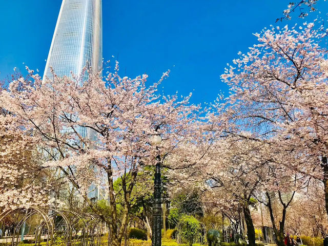 🌸 **石村湖櫻花觀賞遊覽分享** 🌸