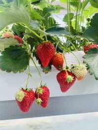 Kishinosato Strawberry Farm ฟาร์มสตรอว์เบอร์รีสดๆ