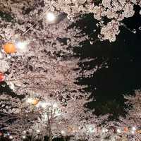 🌸 **仙台西公園櫻花觀賞遊覽分享** 🌸
