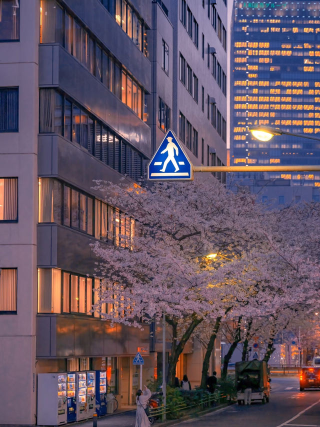 市中心盛放的櫻花❤️‍🔥東京櫻花攻略🥰